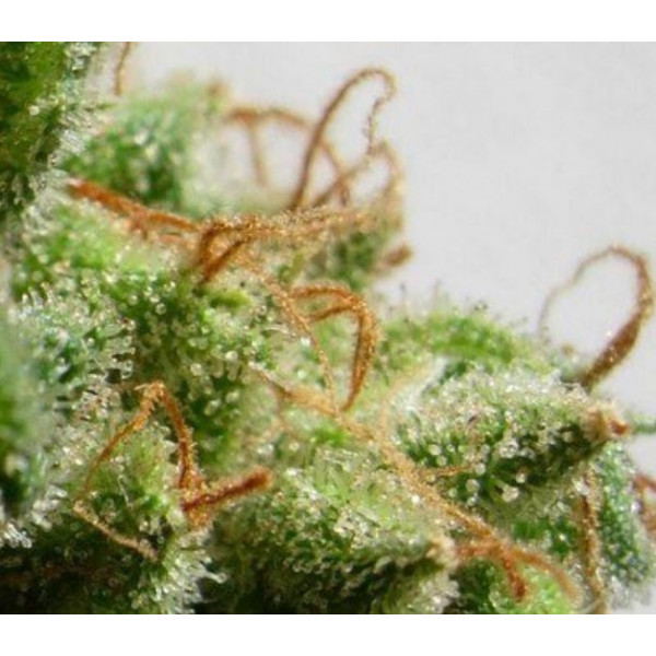 malawi-fem3-izicbd.re-974